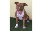 Adopt Naka a American Staffordshire Terrier