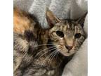 Adopt SPICY a Domestic Short Hair