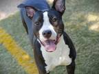 Adopt POSEY a Pit Bull Terrier