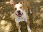 Adopt JOSEY a American Staffordshire Terrier, Mixed Breed