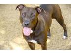Adopt BETTY BOOP a American Staffordshire Terrier, Mixed Breed