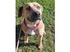 Adopt LIZZIE a American Staffordshire Terrier