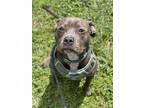 Adopt MISTY a American Staffordshire Terrier