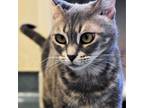 Adopt Bubbles a Domestic Short Hair