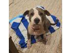 Adopt Diamond a Mixed Breed