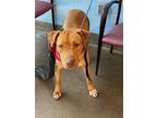 Adopt PENELOPE a Mixed Breed
