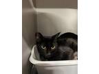 Adopt INKY a Domestic Short Hair