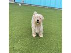 Adopt Scribbles a Yorkshire Terrier