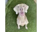 Adopt Kay a Weimaraner