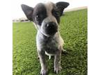 Adopt Sassy a Labrador Retriever, Cattle Dog