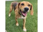 Adopt Karly a Beagle, Mixed Breed