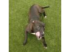 Adopt Maggie Kate a Black Labrador Retriever, Mixed Breed