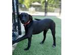 Adopt Quest a Labrador Retriever, Hound