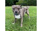Adopt Maudie 20513 a Mixed Breed