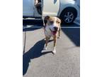 Adopt Miley- IN FOSTER a Pit Bull Terrier, Mixed Breed