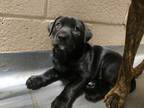 Adopt 24-04-1209b Kelley a Pit Bull Terrier