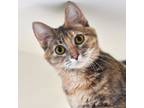 Adopt Beauty a Domestic Short Hair