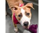 Adopt Anise a Pit Bull Terrier
