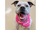 Adopt Periwinkle a Terrier