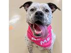 Adopt Periwinkle a Pit Bull Terrier