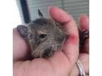 Adopt Goblin (Bonded with Past, Present and Future a Degu