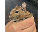Adopt Present (Bonded to Future, Past and Goblin) a Degu