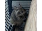 Adopt Future (Bonded to Present and Past) a Degu