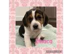 Adopt Ithaca a Beagle, Mixed Breed