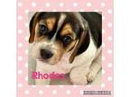 Adopt Rhodes a Beagle, Mixed Breed