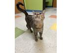 Adopt Lucy a Domestic Short Hair