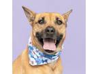 Adopt Rumor a American Staffordshire Terrier, Mixed Breed