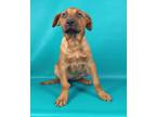 Adopt Lana a Chesapeake Bay Retriever, Mastiff