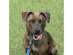 Adopt Aggie a Mixed Breed