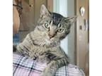 Adopt Pollen a Domestic Short Hair