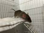Adopt RASPBERRY a Rat