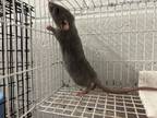 Adopt STRAWBERRY a Rat