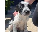 Adopt Hillary (foster) a Terrier, Mixed Breed