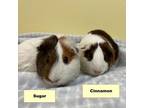 Adopt Cinnamon a Guinea Pig
