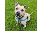 Adopt Phila a Pit Bull Terrier, Mixed Breed