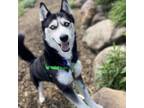 Adopt Nightingale a Siberian Husky, Mixed Breed