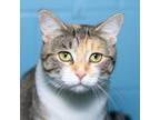 Adopt Lolli a Domestic Short Hair