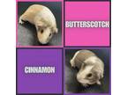 Adopt Butterscotch and Cinnamon a Guinea Pig