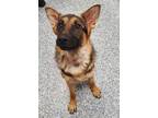 Adopt Lady Bug a Shepherd