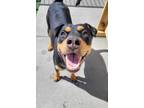 Adopt Haven a Rottweiler