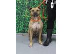 Adopt MISS BUSINESS a Boxer, Mixed Breed