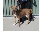 Adopt BELINDA a Pit Bull Terrier, Mixed Breed