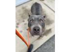 Adopt PINTO a Pit Bull Terrier