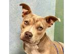 Adopt Jersey 5141 a Pit Bull Terrier