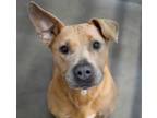 Adopt Hadley a Pit Bull Terrier, Mixed Breed