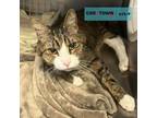 Adopt Mitty a Domestic Short Hair